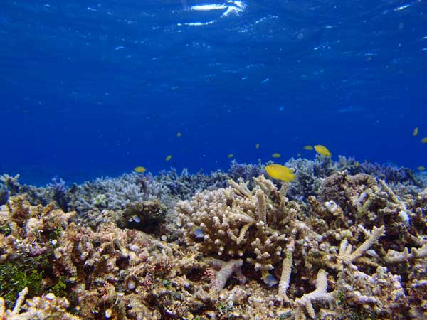 西表島シュノーケリング　珊瑚礁