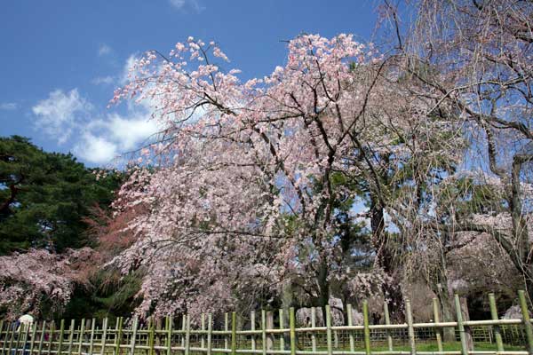 醍醐寺の桜・花見（日本さくら名所100選）