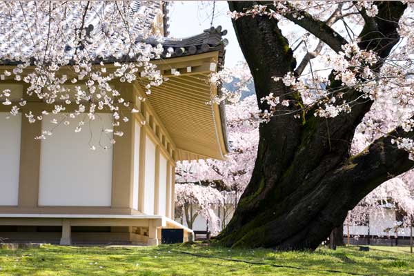 醍醐寺の桜・花見（日本さくら名所100選）