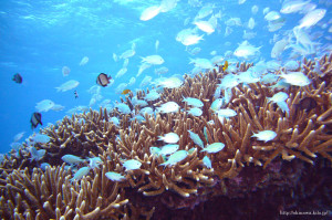 座間味島の海の中(4)　群れ泳ぐ熱帯魚　フリー写真
