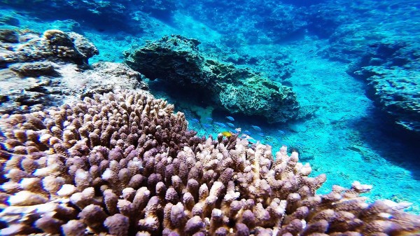 ニシハマビーチの海の中（ビーチから40m程度）　サンゴ礁の周りにカラフルで綺麗な小魚が泳いでいます。