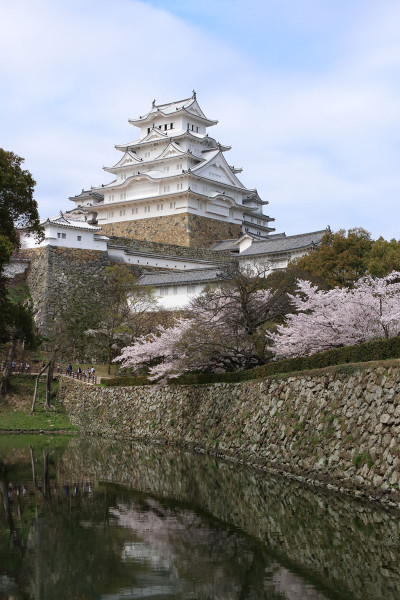 動物園はく製館裏からの姫路城の桜