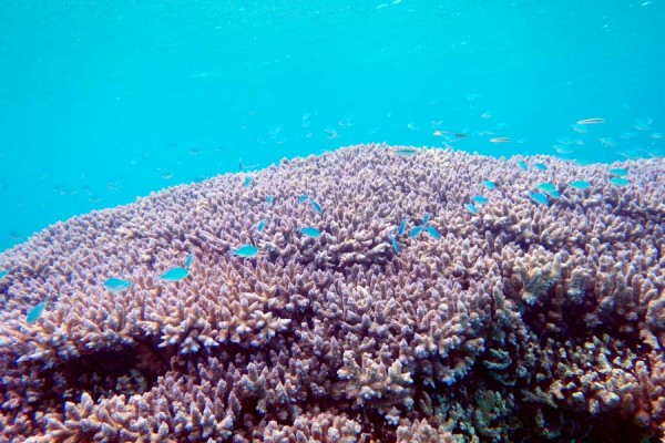 サンゴ礁の周りに、子供のススズダイ