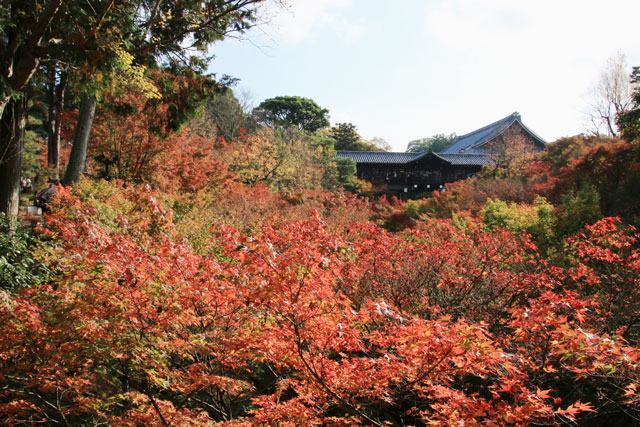 京都　東福寺の紅葉　2015年