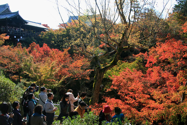 京都　東福寺の紅葉　2015年