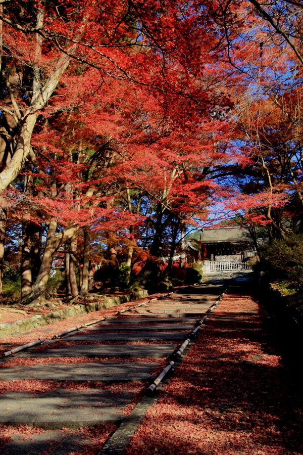 毘沙門堂の紅葉（京都）