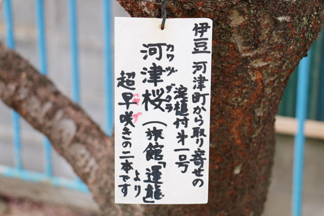 伊豆河津町 旅館「運龍」より植樹された河津桜の木