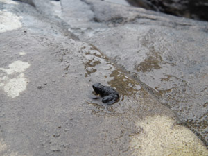 ピナイサーラの滝の上にいた蛙