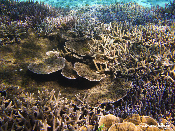 池間島　珊瑚礁