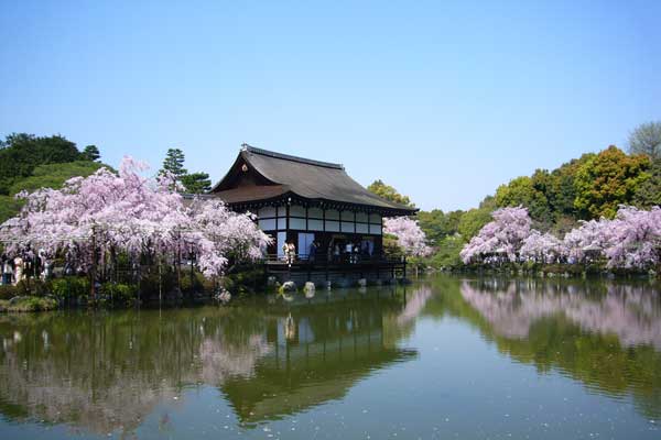 平安神宮の桜（花見）